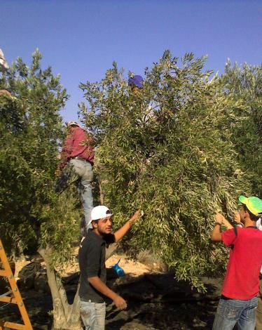 قطف الزيتون