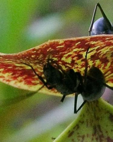 _85882507_polyrhachis_ants_harvest_nectar_from_n_gracilis