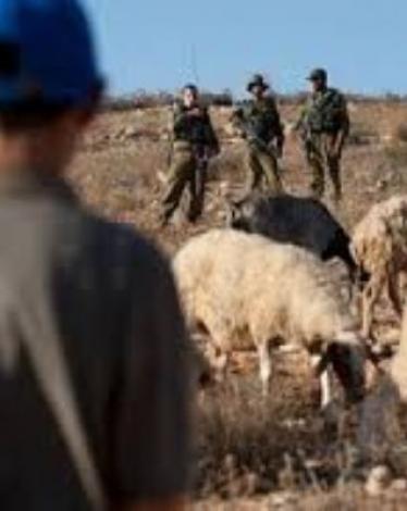 رعاة أغنام بيطا