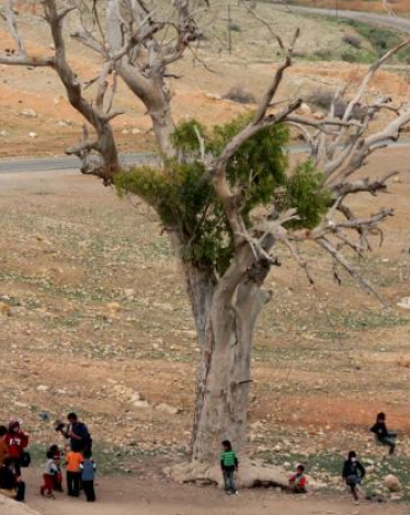 مستوطنون ينصبون خياما في بؤرة جديدة بالأغوار