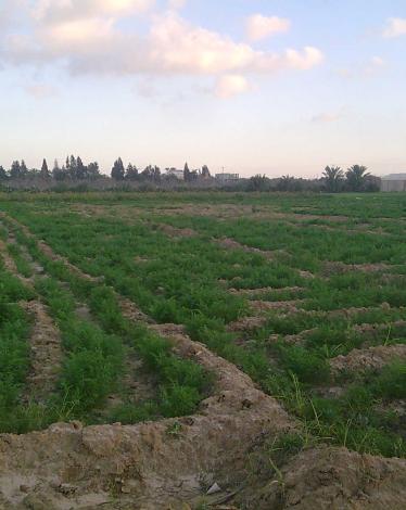 صورة حدود المغازي الشرقية