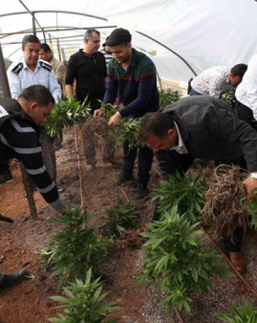 أشتال مخدرة