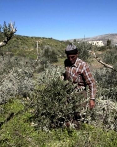 مستوطنون يقتلعون 310 شجرات زيتون معمرة بالقدس