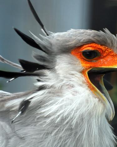 Secretary_Bird_with_open_beak