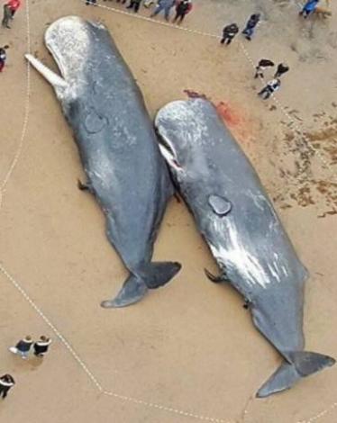 fb17a297267234946ece657352889798