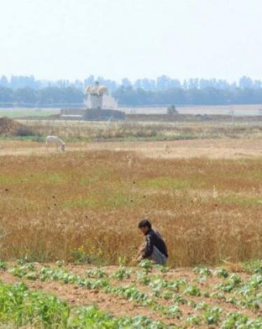 الاحتلال يطلق النار تجاه المزارعين شرق خانيونس 