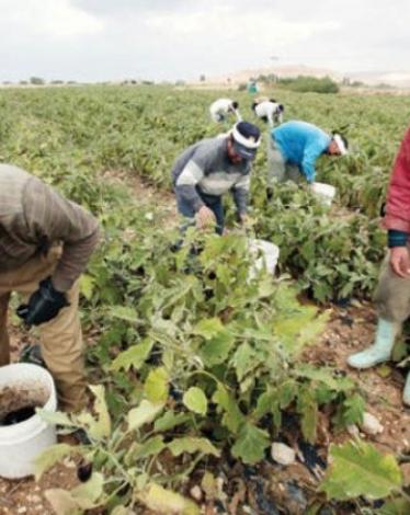 "العمل الزراعي" ينفذ حملتي تضامن مع مزارعي الأغوار