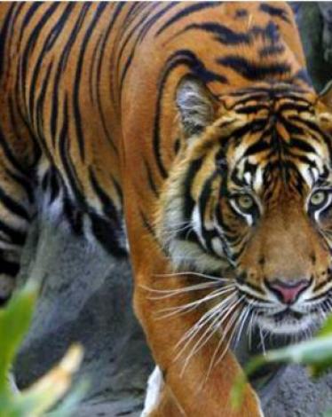 150921072822_tig_624x351_getty (1)