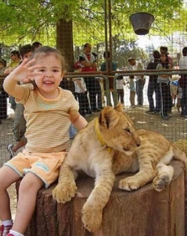 طفلة-وأسد