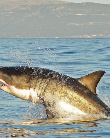 العثور على سمكة قرش عمرها 4 قرون بغرينلاند