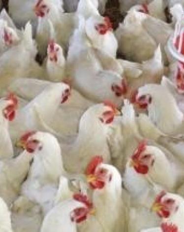 أسعار الدجاج