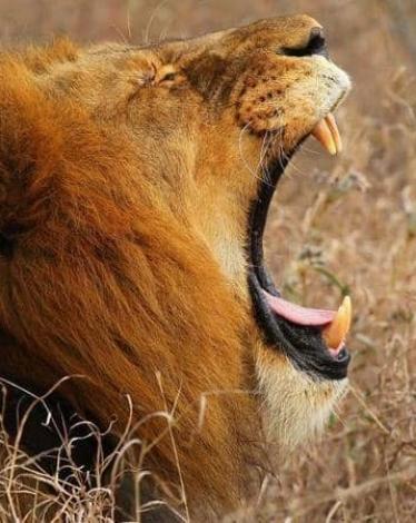 الأسود تتعرض للقتل من أجل عظامها في دول إفريقية