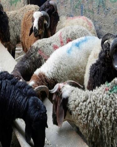 نطحة "خروف" تنهي حياة امرأة في سوهاج المصرية