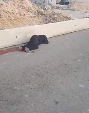 صورة توضيحية
