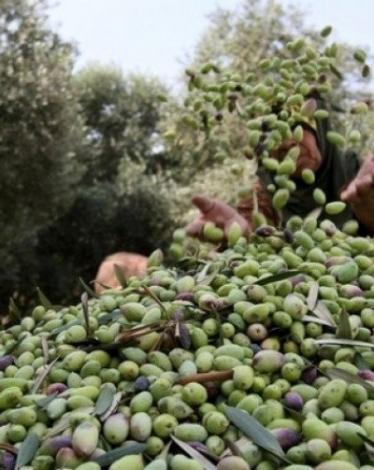 "الزراعة" بغزة تعلن موعد بدء قطف الزيتون وتشغيل المعاصر