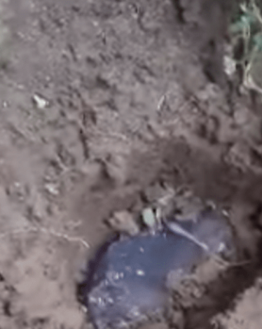 النيزك من الأنواع النادرة