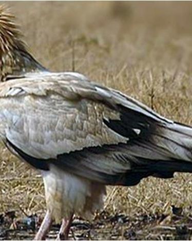 ظهور نادر للطائر المصري في بريطانيا بعد 150 عاما