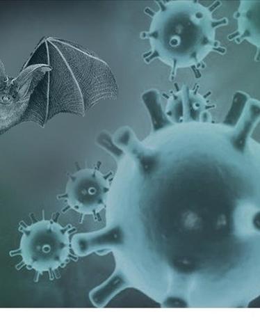 أنواع جديدة من كورونا في الخفافيش قد تنتقل إلى البشر