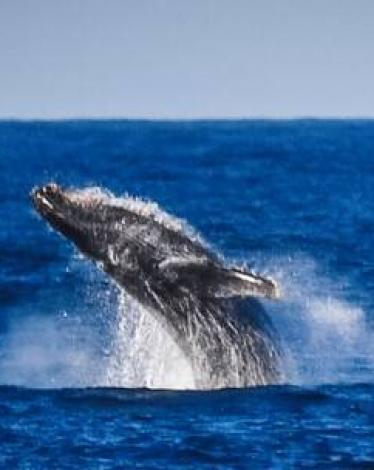 صياد أمريكي يروي تجربته بعد أن ابتلعه حوت وبصقه