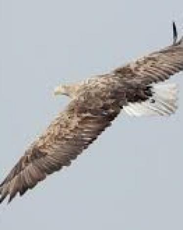 بيع أغلى صقر سعودي نادر بصفقة قياسية وموقع يكشف مواصفاته