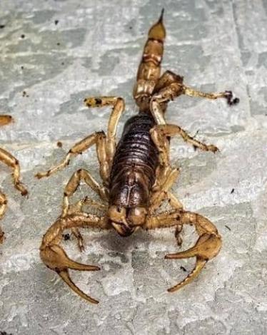 "هجوم العقارب" يرعب مدينة مصرية.. وكشف حقيقة الوفيات