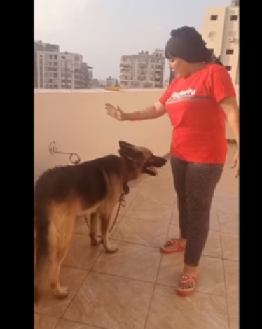 فرشت لكلبها سجادة الصلاة.. محام مصري يقدم بلاغا ضد سيدة بتهمة ازدراء الأديان