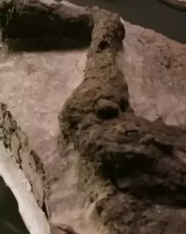 لأول مرة.. العثور على ديناصور نفق يوم سقوط الكويكب