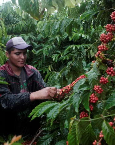 من هو أول وزير للقهوة بالعالم؟