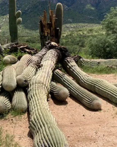 أمطار غزيرة تقتلع نبتة صبّار عملاقة عمرها 200 عام