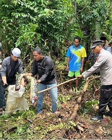 أفعى تقتل امرأة وتبتلع جثتها كاملة في إندونيسيا