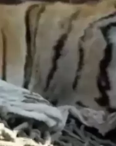 النمر "آكل البشر"
