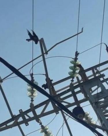 عودة خط كهرباء "F11" المغذي لمحافظة خانيونس