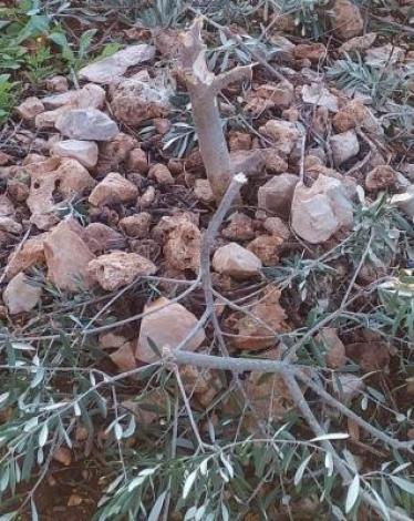 مستوطنون يقتلعون ويكسرون 65 غرسة زيتون غرب سلفيت