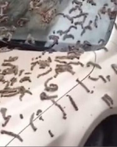 في بكين.. السماء "تمطر ديدانا"!