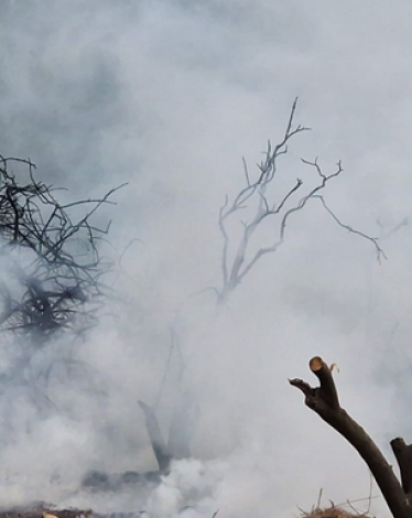 نشوب عشرات الحرائق في فلسطين المحتلة