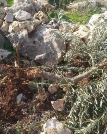 مستوطنون يقتلعون أشجار الزيتون غرب سلفيت