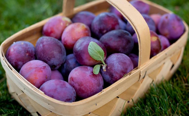 البرقوق-والرجيم