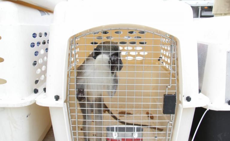 نقل حيوانات خارج غزة عبر إيرز (1)