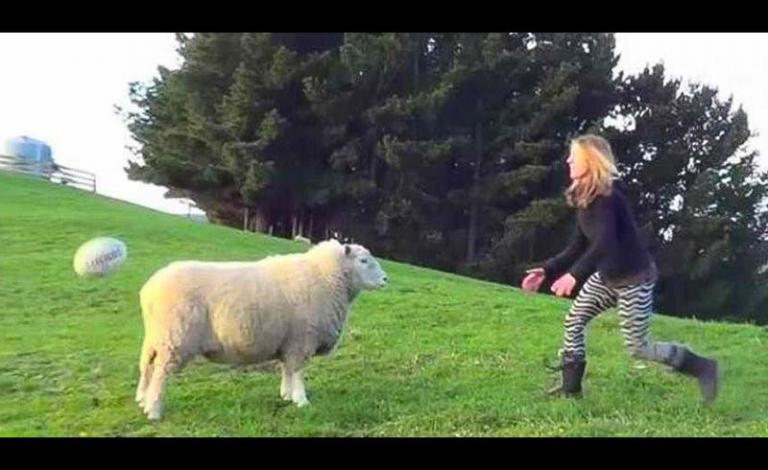 خروف نجم كروي 