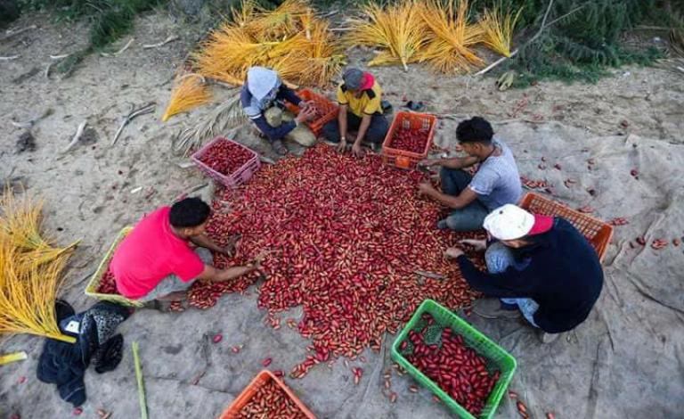بلح غزة بين معوّقات التصدير المحلي وأضرار البيع الداخلي