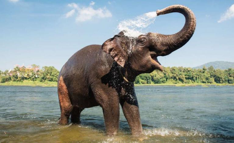 لماذا لا يصاب الفيل بالسرطان؟