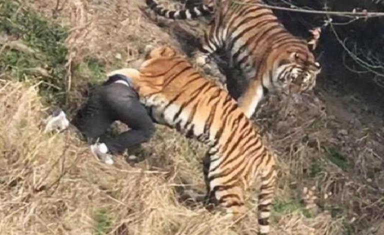 نمر يفترس رجلاً بالصين