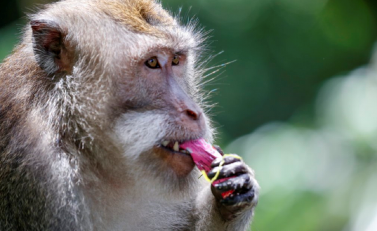 توصلت أحدث دراسة علمية أجريت مؤخراً لكشف الصلة الخاصة بالفهم بين الإنسان والحيوان، إلى أن قردة 