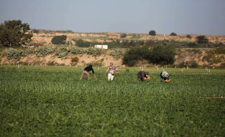 الاحتلال يطلق النار على المزارعين وسط وجنوب القطاع