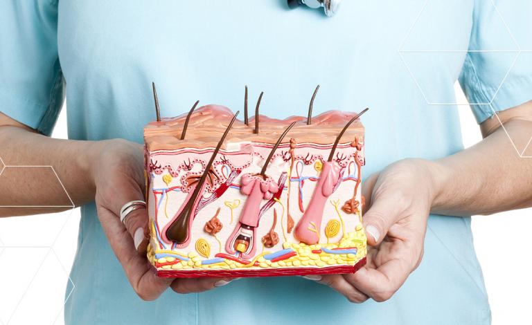 حقائق عن الجلد