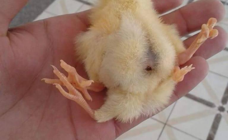 11696736_202921463373202_11501651_n