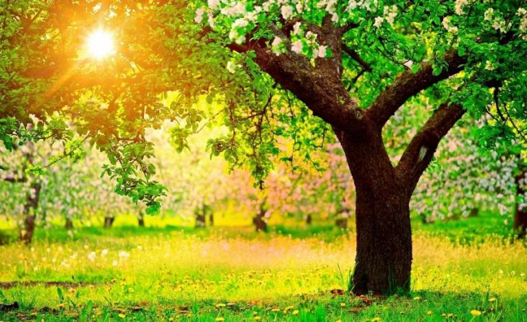 apple-tree-flowering-spring-sun-light-bright-dandelions-1555137607