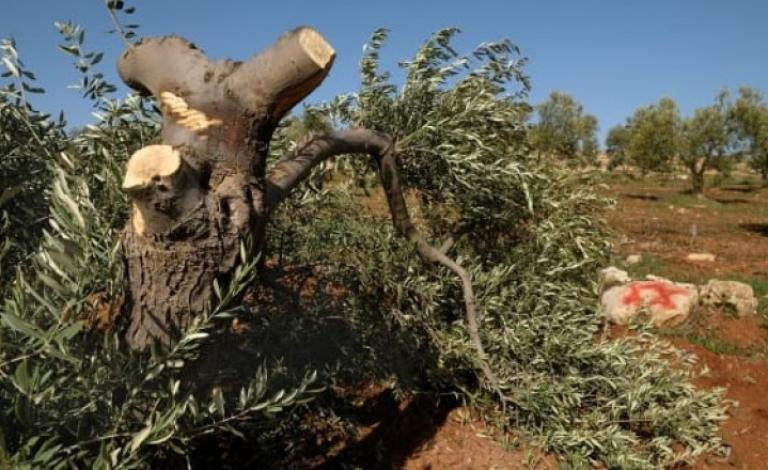 mstotnon-yklaaon-lzyton-fy-boryn_1570440736-b