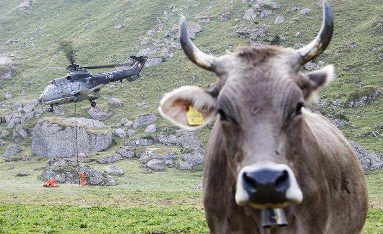 أبقار سويسرا