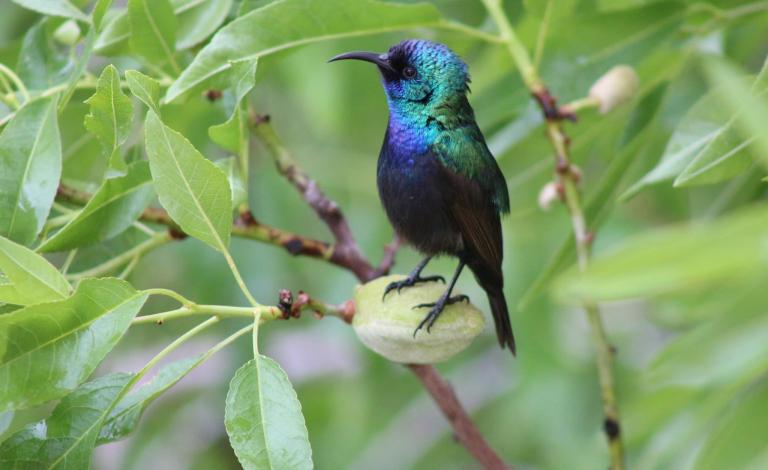 عصفور الشمس الفلسطيني